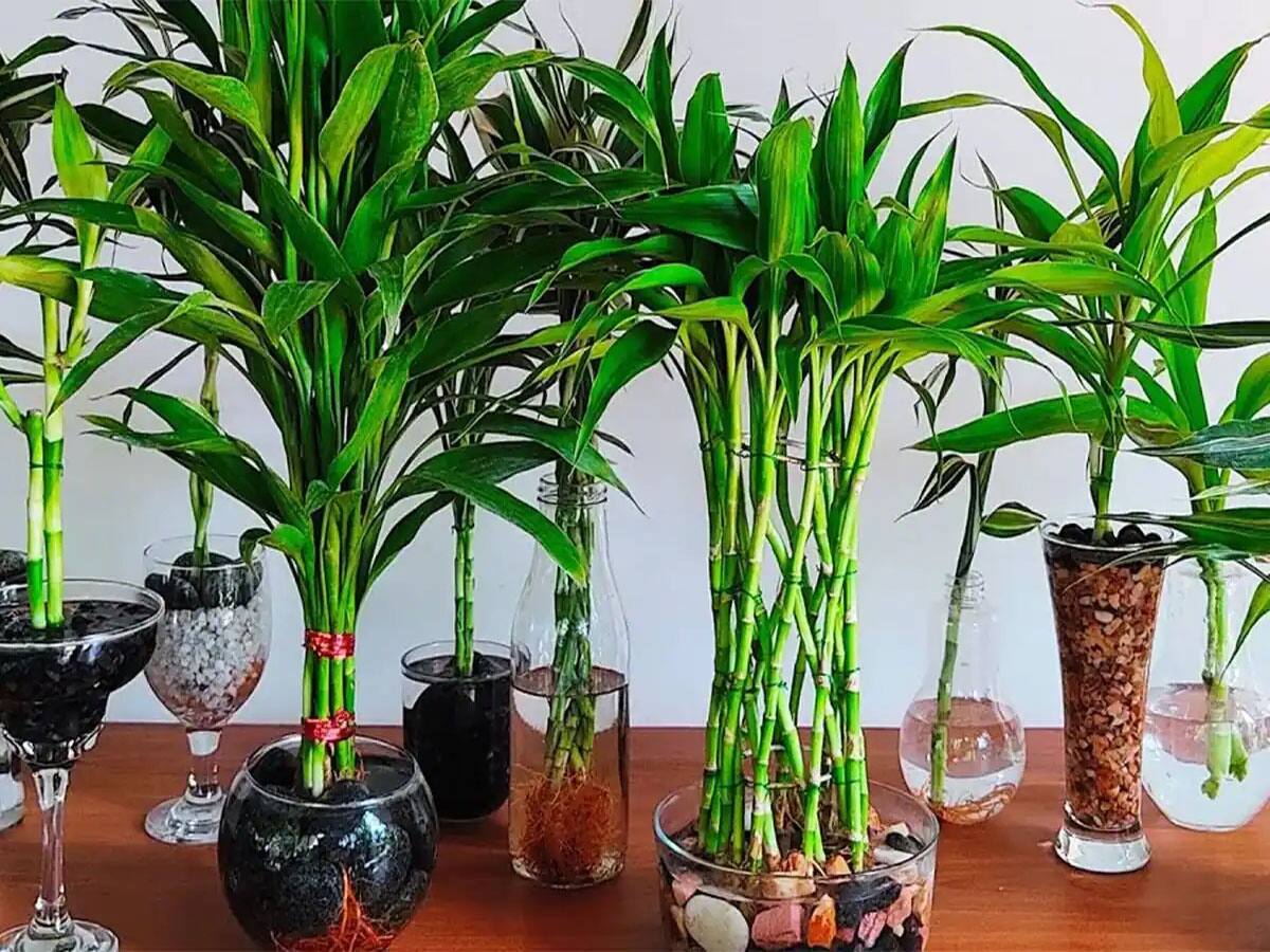 Bamboo Plant ઘરમ રખલ લક બમબ પલનટન આ રત રખ ધયન છડ