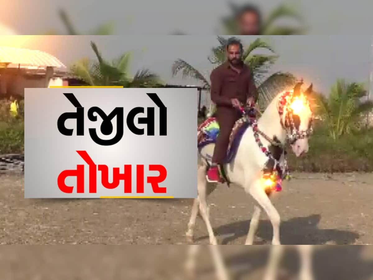 સુરતના સકાબ પર ફિદા થયો 'સુલ્તાન', ભારતના નંબર વન અશ્વ માટે કરી 2 કરોડની ઓફર