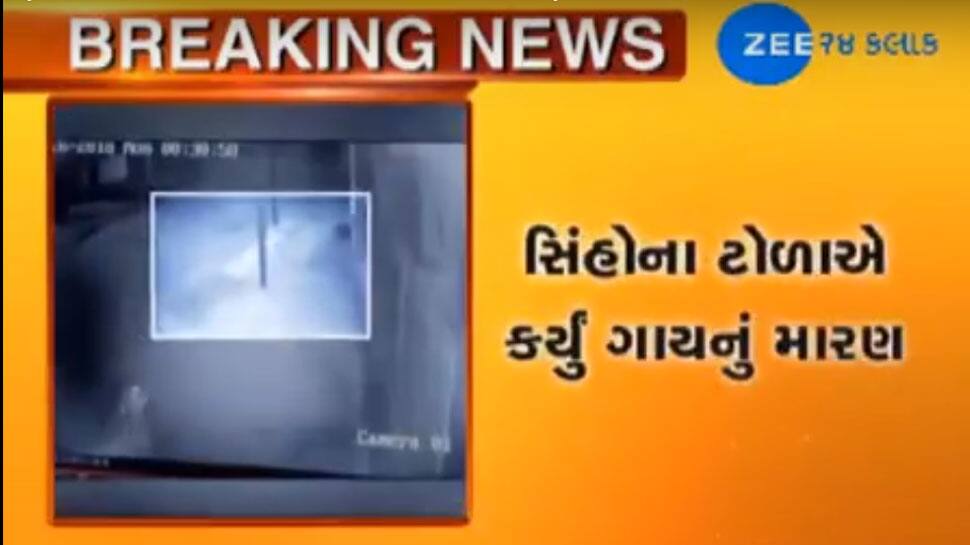 Video : ચાર સિંહો ત્રાટક્યા ગાય પર, શિકાર કેદ થયો CCTVમાં Video : ચાર સિંહો ત્રાટક્યા ગાય પર, શિકાર કેદ થયો CCTVમાં