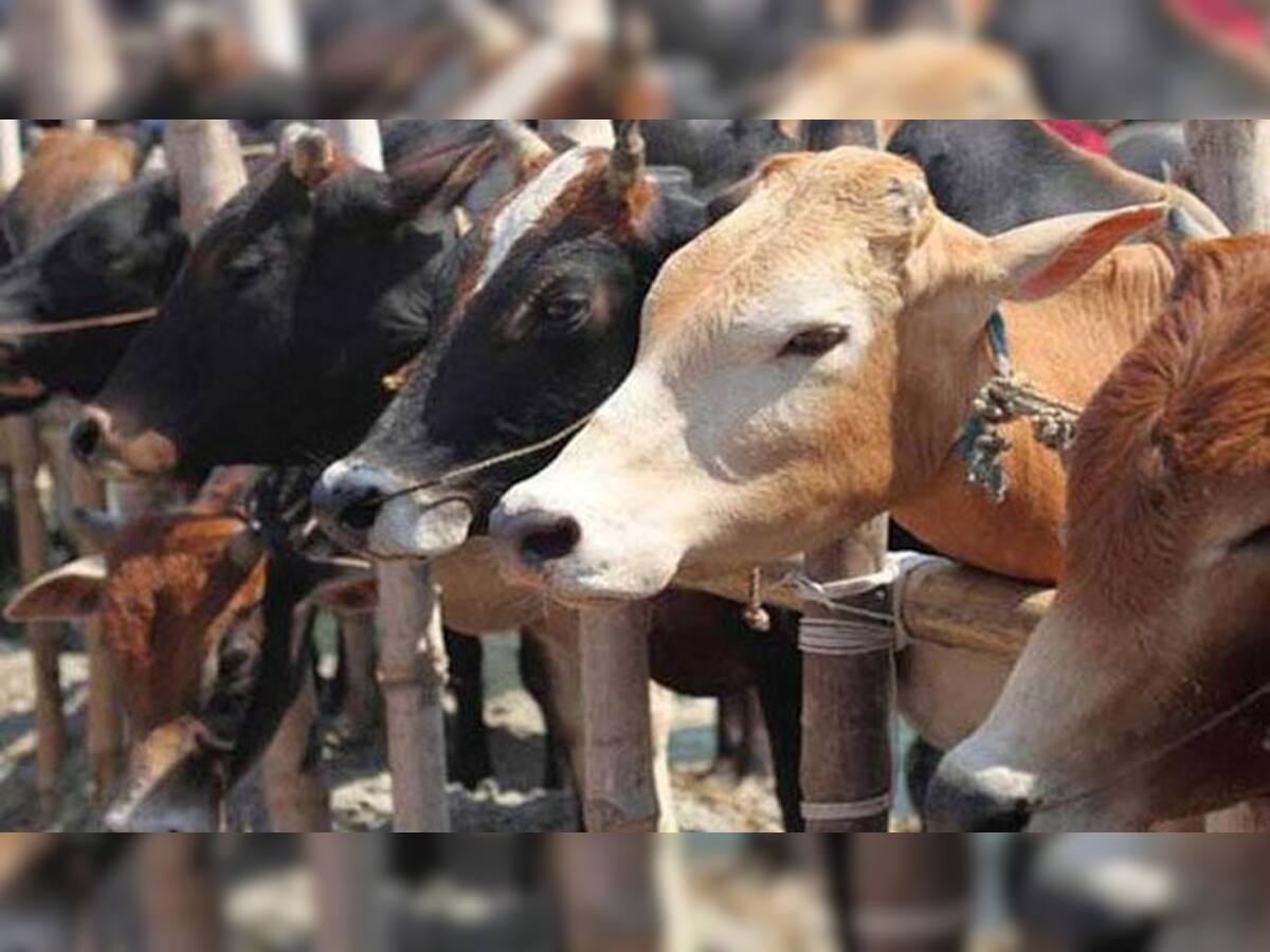 આ મુસ્લિમ દેશને ગાયોએ બનાવ્યો 'ખુદ્દાર', ડૂબતો બચાવ્યો