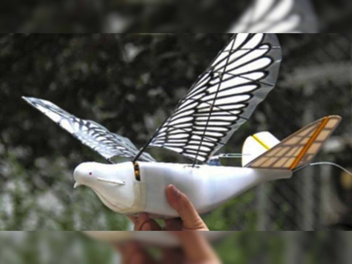 'ચાલાક' ચીને પક્ષી જેવું ડ્રોન બનાવ્યું, હવે ભારતમાં કરશે તાકઝાંક