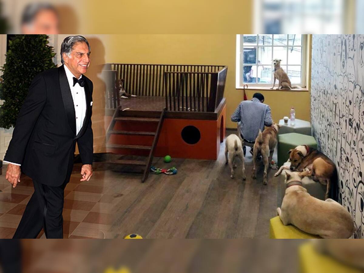 રતન ટાટાએ ગ્રુપ હેડક્વાર્ટરમાં 'રખડતા' કુતરાઓ માટે બનાવ્યું ઘર, મળશે આ અફલાતૂન સુવિધાઓ