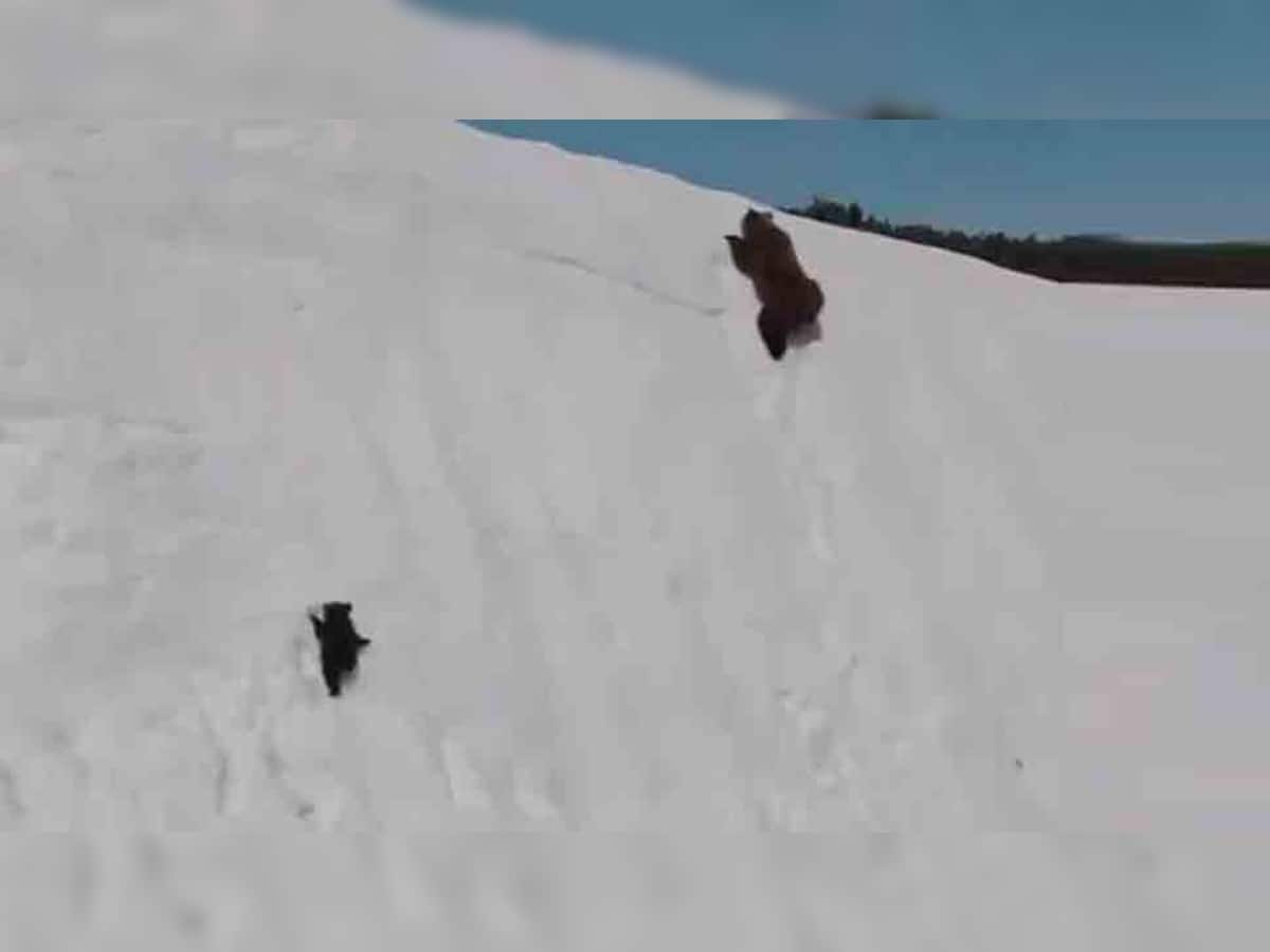  VIDEO: બરફનો પહાડ ચડી રહેલ બાહુબલી રિંછ બાળ તમને ઉત્સાહથી ભરી દેશે