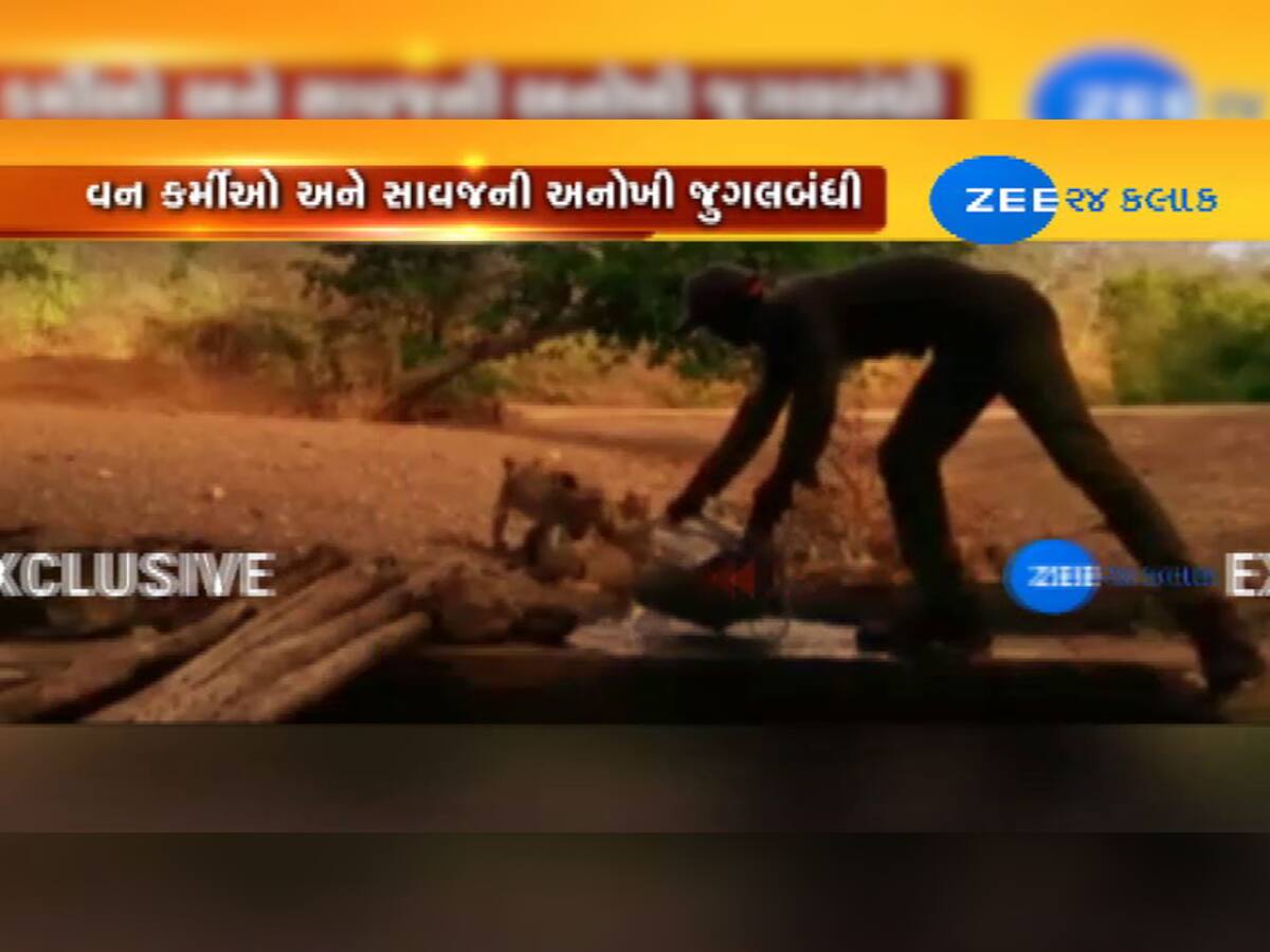 Video: વન કર્મચારીની દરિયાદિલી, 5 સિંહ બાળને પીવડાવ્યું પાણી