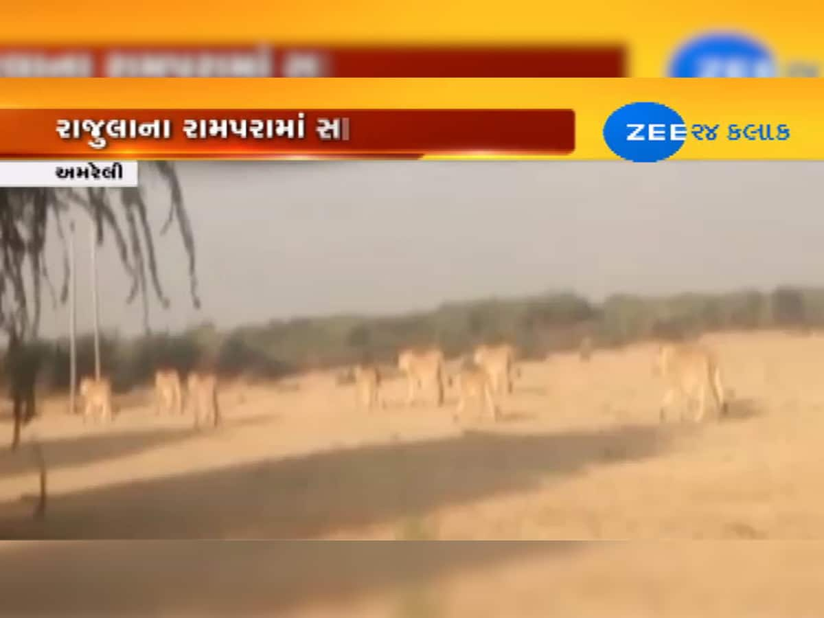 Video: એકસાથે 14 સિંહોનું ટોળું દેખાતા જોનારાના શ્વાસ અદ્ધર થયા 