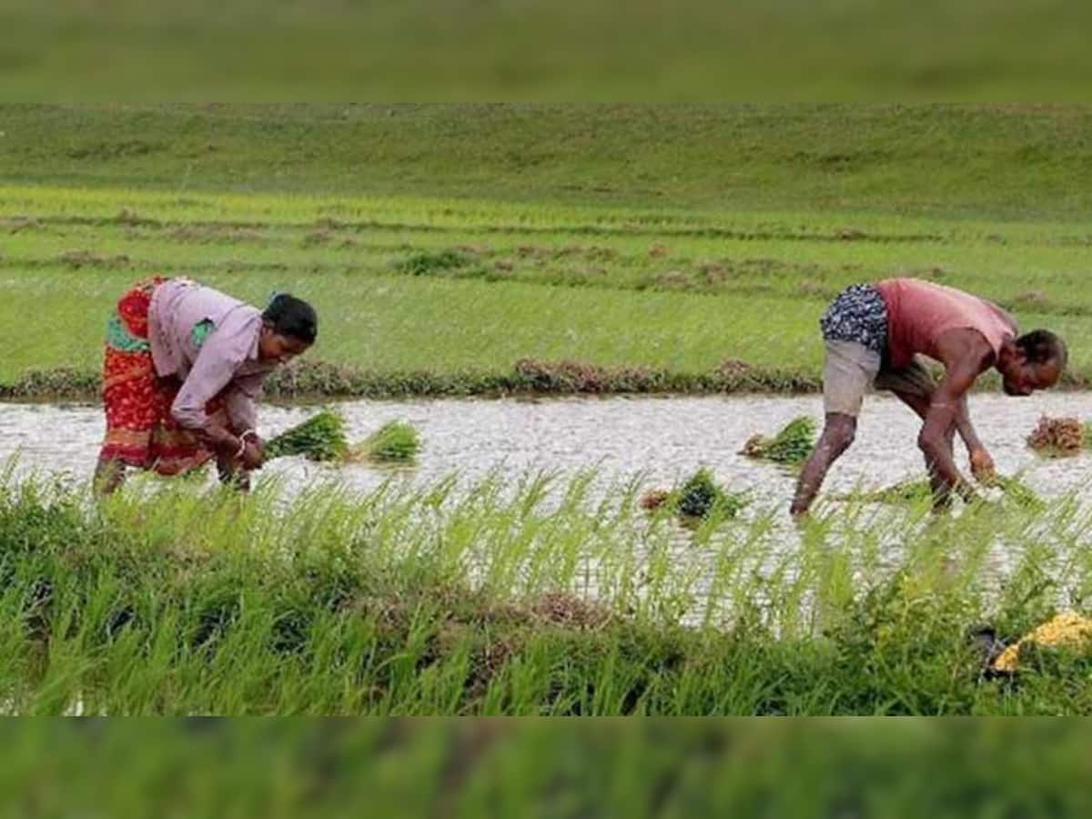 અહો આશ્ચર્યમ! ચોખામાં ભળશે દેશી દારૂનો નશો, કીટાણુઓથી બચાવવા ખેડૂતોએ શોધ્યો વિચિત્ર નુસખો!