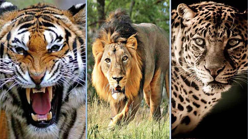 ગુજરાતનું ગૌરવ વધ્યું, 3 હિંસક પ્રાણીઓ ધરાવતું પહેલુ રાજ્ય બન્યું ગુજરાતનું ગૌરવ વધ્યું, 3 હિંસક પ્રાણીઓ ધરાવતું પહેલુ રાજ્ય બન્યું