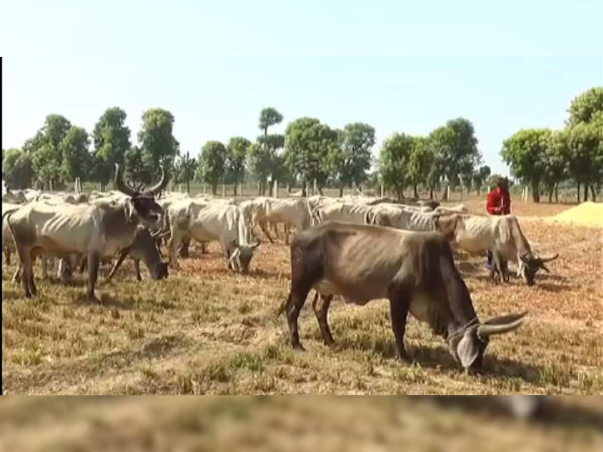 ગુજરાતનો દિલદાર ખેડૂત : 8 દિવસથી ભૂખી ગાયો માટે પોતાનુ બાજરીનું ખેતર ખુલ્લુ મૂક્યું