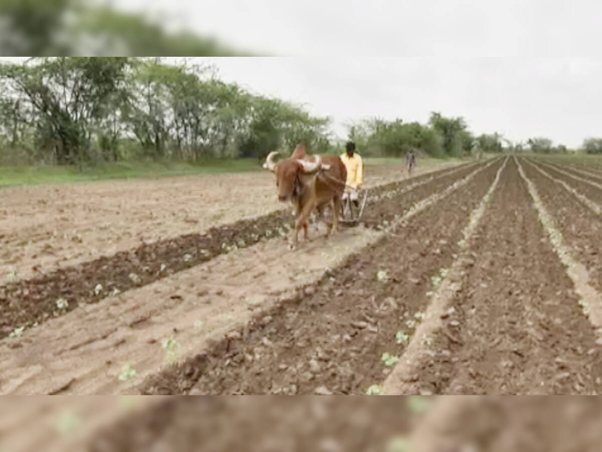 સતત પાંચ દિવસથી અમરેલીમાં વરસાદ પડતા ખેડૂતોએ વાવણી શરૂ કરી 