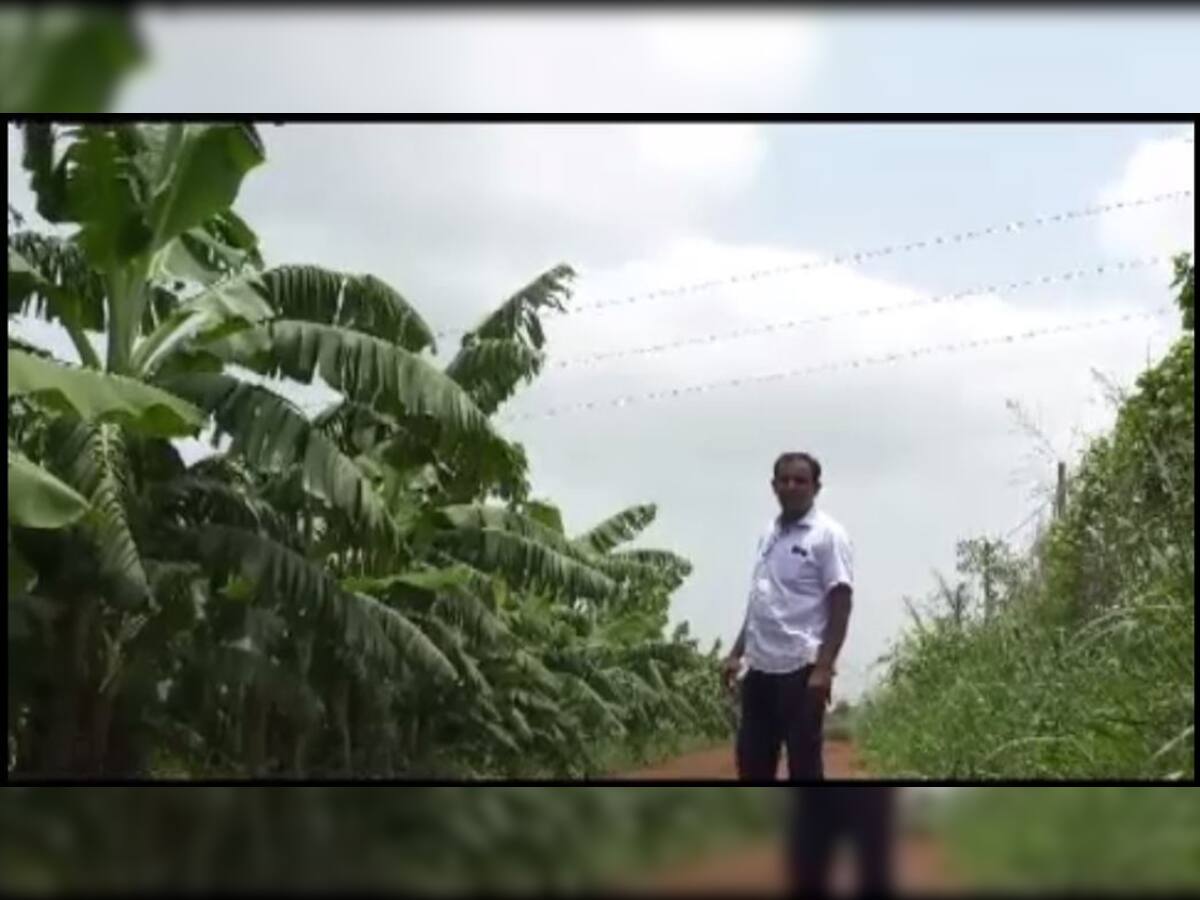 ખેડૂતની મુશ્કેલી : વીજ લાઈન નાંખવા માટે વીજ કંપનીએ ખેતરમાં કેળાનો ઉભો પાક કાપી નાંખ્યો