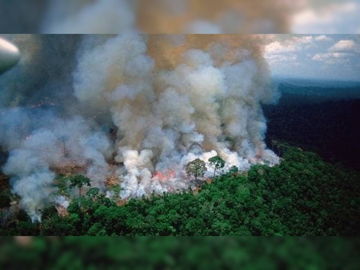 વિશ્વનાં ફેફસા ગણાતા એમેઝોનનાં જંગલોમાં વિકરાળ આગ, અનેક દુર્લભ પ્રાણીના મોત