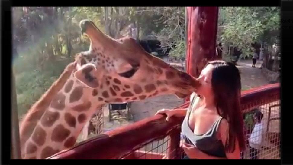 Video : હિરોઇનને જ્યારે જિરાફે કરી લીધી French KISS, વાઇરલ થયો વીડિયો Video : હિરોઇનને જ્યારે જિરાફે કરી લીધી French KISS, વાઇરલ થયો વીડિયો