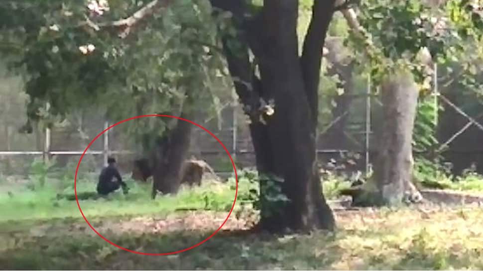 VIDEO : દિલ્હીમાં પ્રાણી સંગ્રહાલયમાં અચાનક સિંહના પિંજરામાં કૂદ્યો યુવક અને પછી....!!! VIDEO : દિલ્હીમાં પ્રાણી સંગ્રહાલયમાં અચાનક સિંહના પિંજરામાં કૂદ્યો યુવક અને પછી....!!!