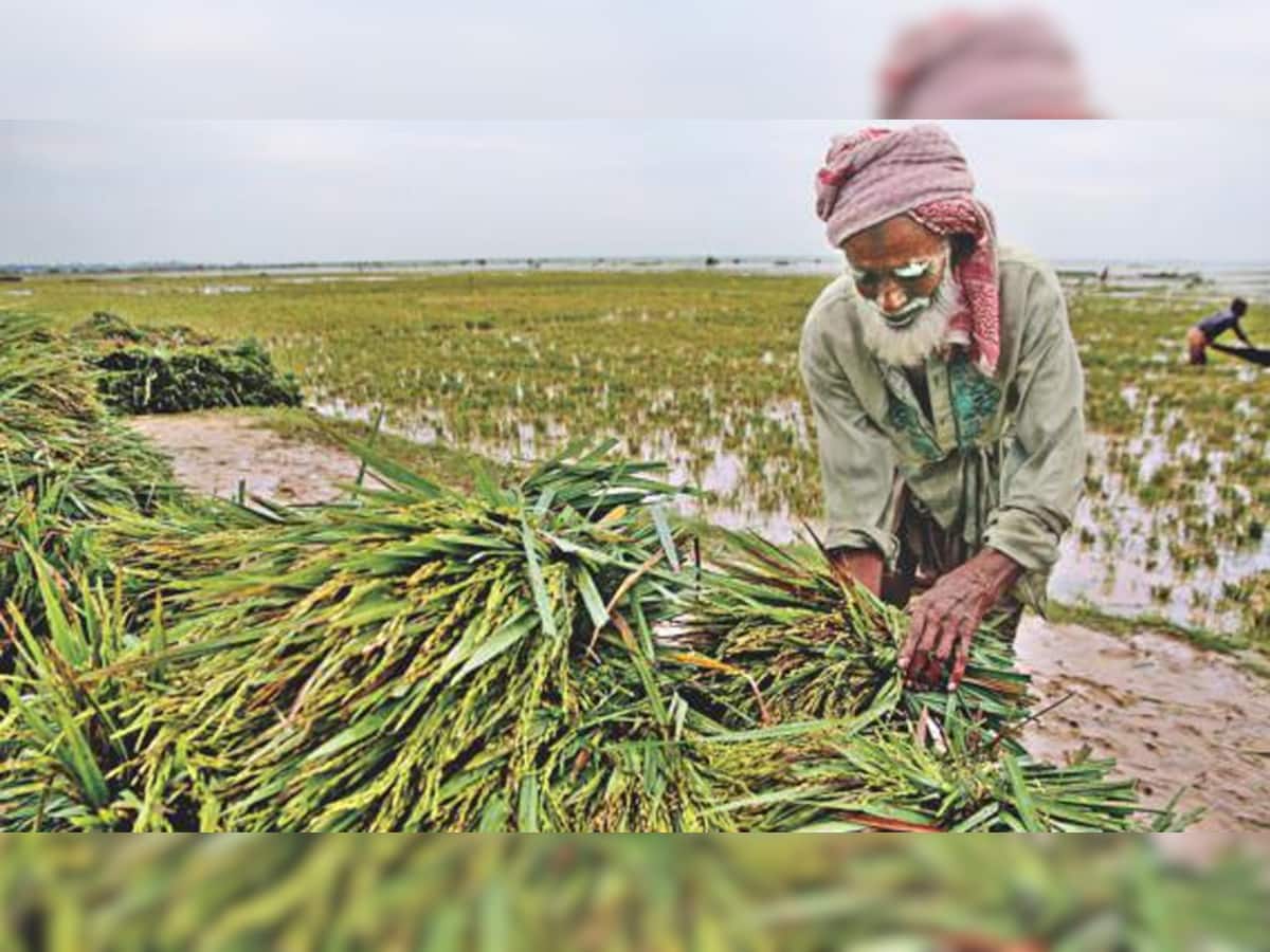 પંચમહાલ: પાછોતરા વરસાદનાં કારણે ખેડૂતોની સ્થિતી અત્યંત દયનીય બની