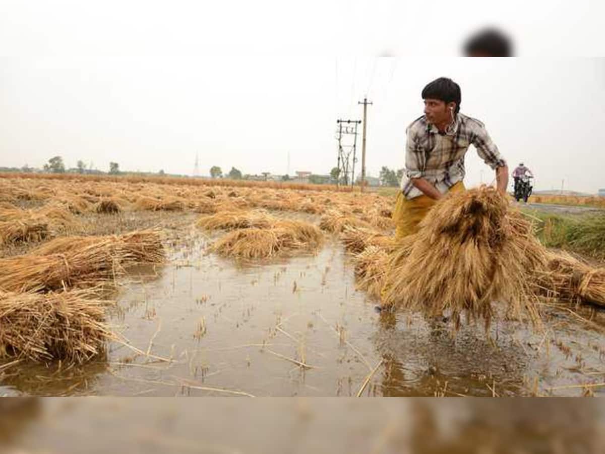 લીલાદુષ્કાળથી મહીસાગરનાં ખેડૂતોની કફોડી સ્થિતી, બહેરૂ તંત્ર સાંભળવા તૈયાર નહી