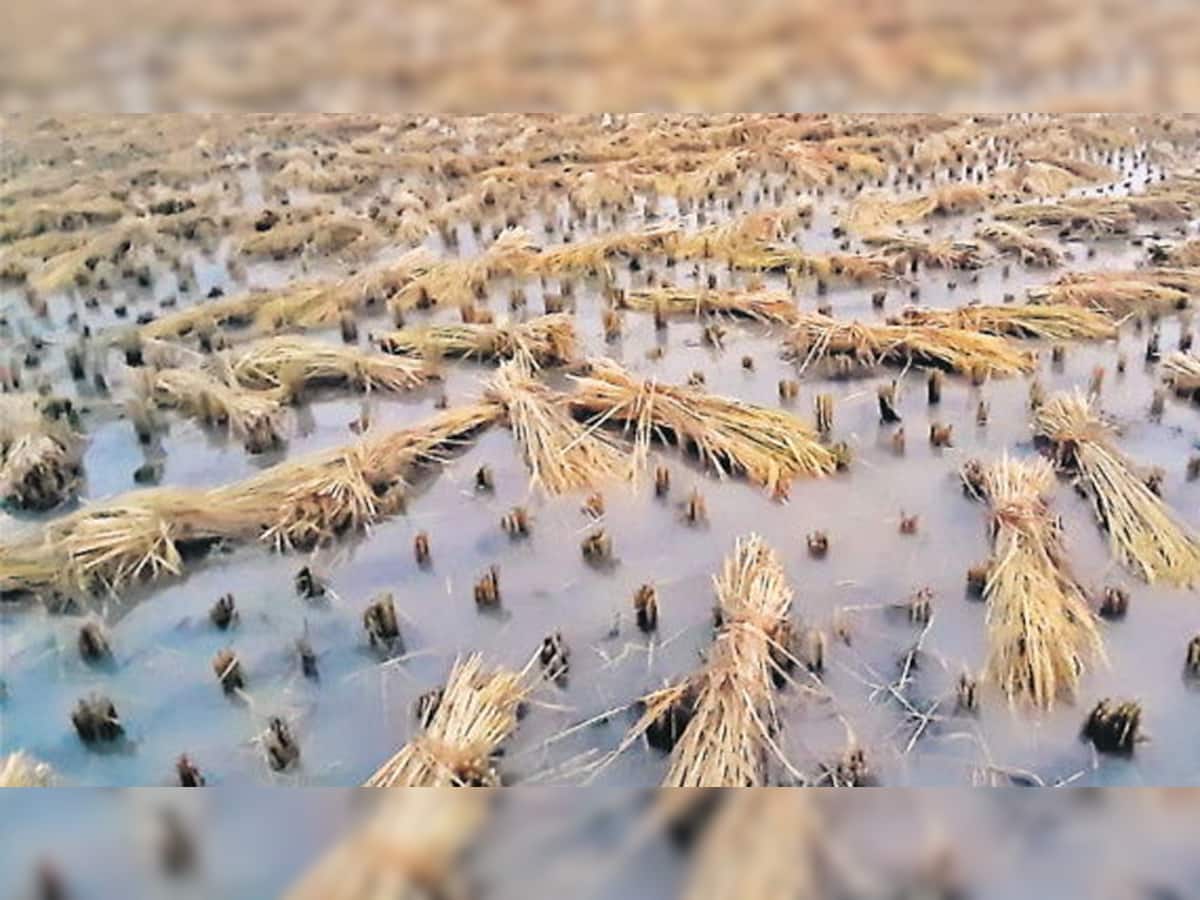 ખેડૂતોની માઠી દશા: દક્ષિણ ગુજરાતમાં 24 કલાકમાં વઘઇ અને ચીખલીમાં અઢી ઇંચ વરસાદ