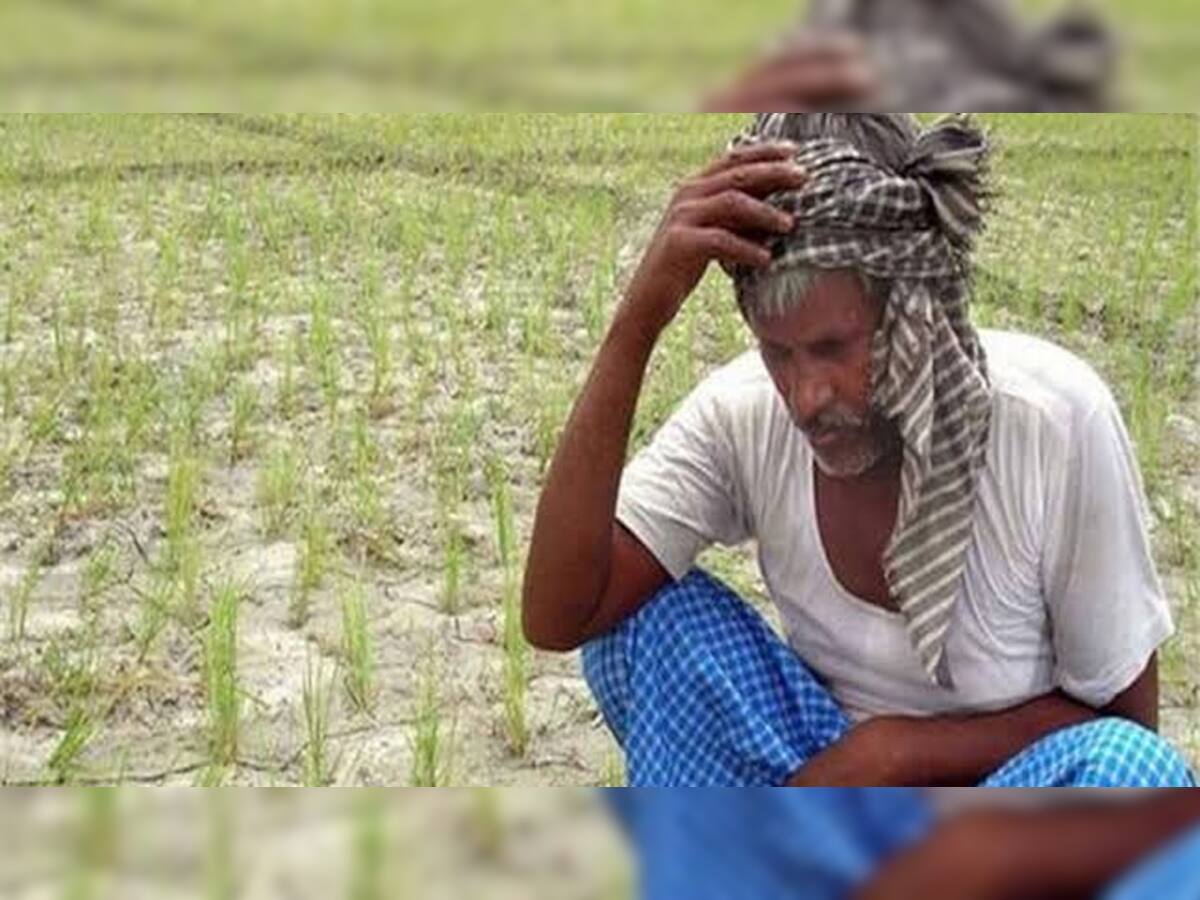 ગુજરાત : ખેડૂતો કફોડી સ્થિતી વિમો પાકે તો એજન્ટો બખ્ખા ન પાકે તો કંપનીને ફાયદો