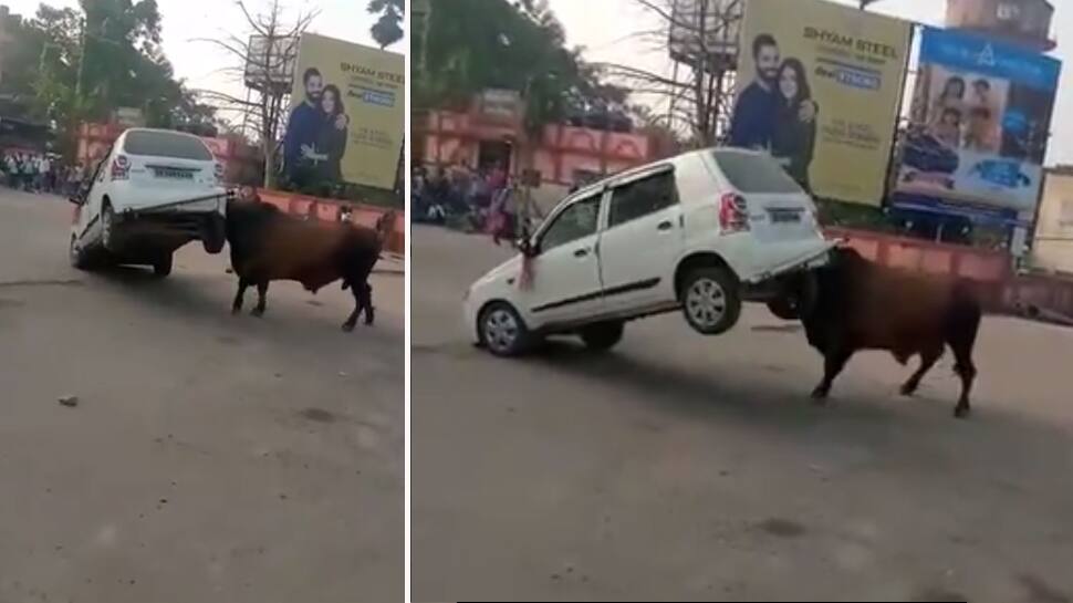VIDEO: મદમસ્ત આખલાને જોઈને ક્યારેય ન કરતા આ ભૂલ, નહીં તો કારચાલક જેવા હાલ થશે VIDEO: મદમસ્ત આખલાને જોઈને ક્યારેય ન કરતા આ ભૂલ, નહીં તો કારચાલક જેવા હાલ થશે