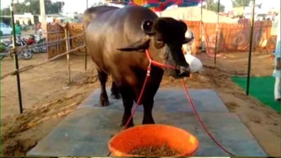 VIDEO: જબરદસ્ત છે આ પાડો...ઘી, માખણ અને કાજૂ-બદામ ખાય છે, કિંમત 15 કરોડ રૂપિયા VIDEO: જબરદસ્ત છે આ પાડો...ઘી, માખણ અને કાજૂ-બદામ ખાય છે, કિંમત 15 કરોડ રૂપિયા