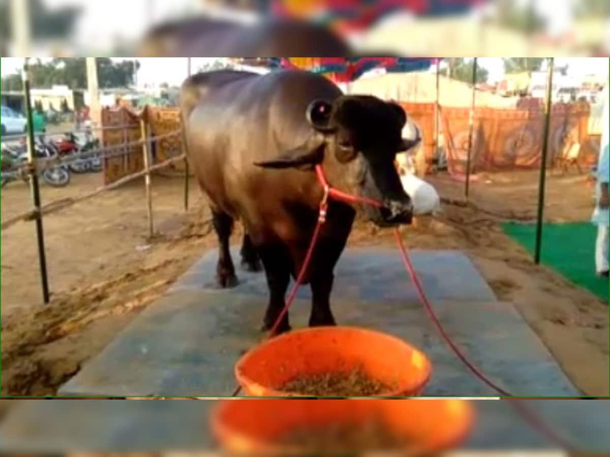 VIDEO: જબરદસ્ત છે આ પાડો...ઘી, માખણ અને કાજૂ-બદામ ખાય છે, કિંમત 15 કરોડ રૂપિયા