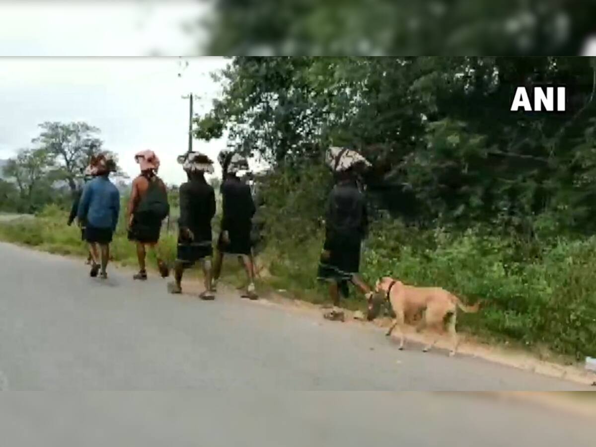 VIDEO: ભગવાનનો અનોખો 'ભક્ત', મૂંગુ પ્રાણી દર્શન માટે 18 દિવસમાં 480 કિમી ચાલ્યું