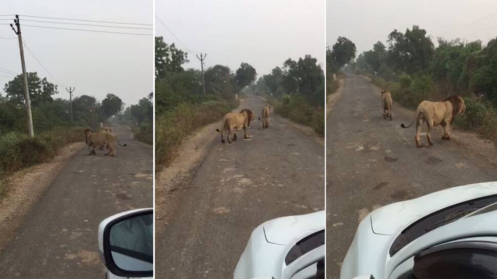 VIDEO - સિંહની પજવણીઃ ગીરના બે ડાલામથ્થાને પરેશાન કરતો વીડિયો વાયરલ VIDEO - સિંહની પજવણીઃ ગીરના બે ડાલામથ્થાને પરેશાન કરતો વીડિયો વાયરલ