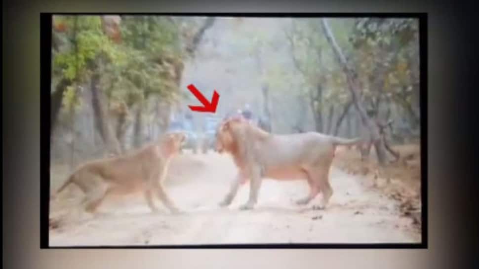 Video : શારીરિક સંબંધ બાંધવા સિંહ સિંહણની એકદમ નજીક આવ્યો, પહેલા પંજો માર્યો અને પછી... Video : શારીરિક સંબંધ બાંધવા સિંહ સિંહણની એકદમ નજીક આવ્યો, પહેલા પંજો માર્યો અને પછી...