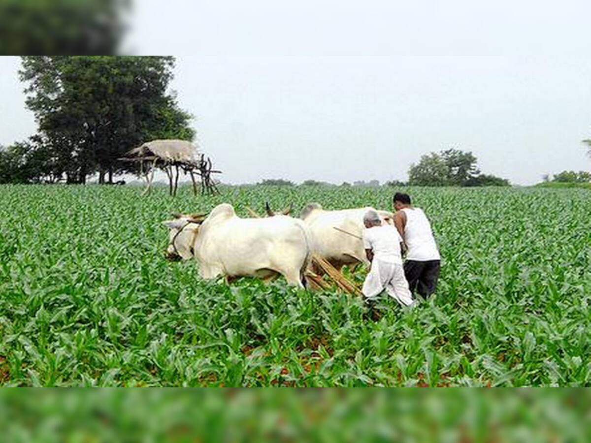 નિરાશ ખેડૂતો માટે ગુજરાત બજેટ ફળ્યું, ગાયથી ખેતી કરનારા માટે કરાઈ મહત્વની જાહેરાત