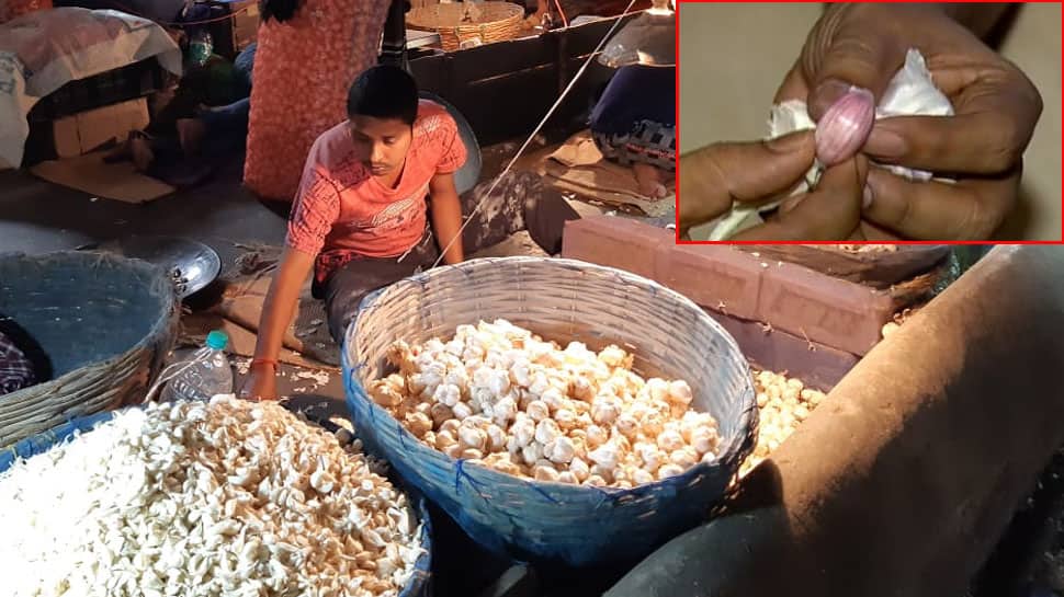 જો તમારા ઘરમાં લસણ ખવાતુ હોય તો સાવધાન...આ સમાચાર ખાસ જાણો નહીં તો પસ્તાશો જો તમારા ઘરમાં લસણ ખવાતુ હોય તો સાવધાન...આ સમાચાર ખાસ જાણો નહીં તો પસ્તાશો