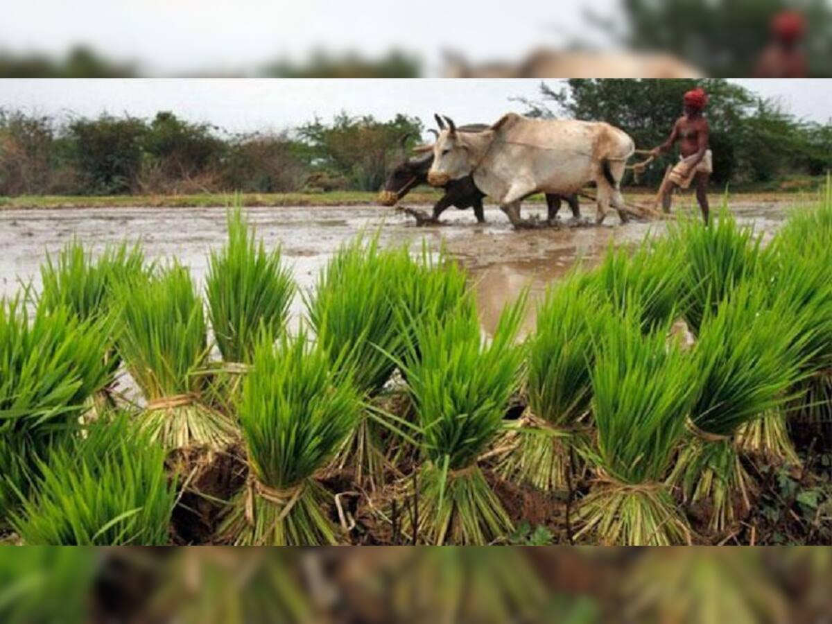  રાજ્ય સરકારનો ખેડૂતલક્ષી નિર્ણય, પાક ધિરાણની રકમ ચુકવવાની સમયમર્યાદામાં કર્યો વધારો