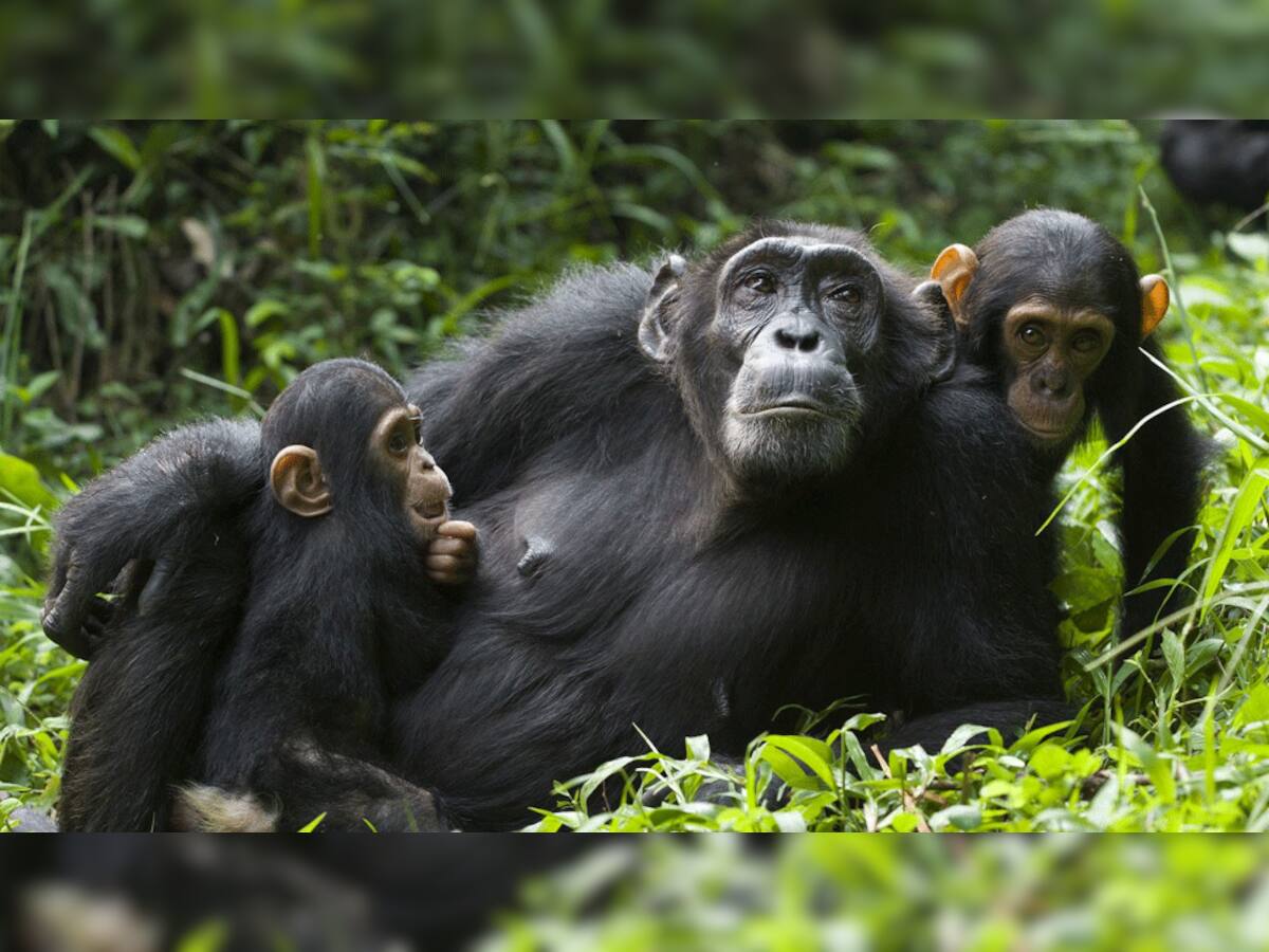 કોરોના વૈક્સીન: જાનવરોમાંથી નિકળ્યો વાયરસની મદદથી જ બની દવા, ચીનમાં વાંદરા પર ટ્રાયલ સફળ