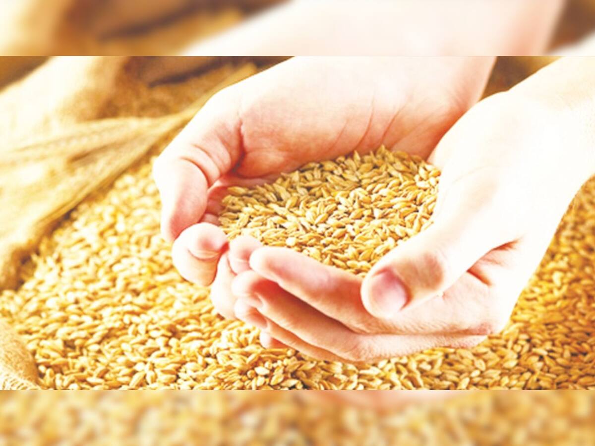 સરકાર દ્વારા આજથી ટેકાના ભાવે ઘઉંની ખરીદી શરૂ, બનાસકાંઠાના ખેડૂતોએ ન કરાવી નોંધણી
