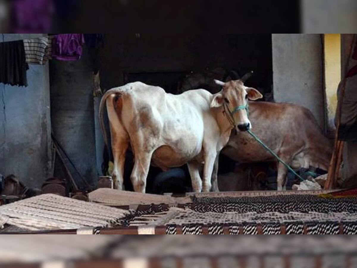 હિમાચલ પ્રદેશમાં હવે ગર્ભવતી ગાયને વિસ્ફોટક ખવડાવવાની ઘટના બની, તપાસ શરૂ