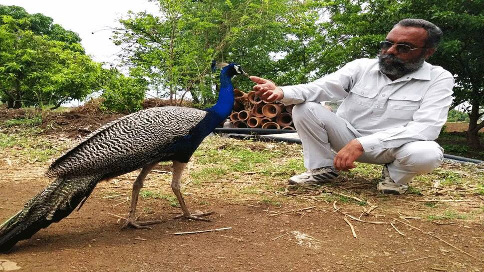એક મોર સાથે વાડી માલિકને ગાઢ મિત્રતા થઈ ગઈ, કિસ્સા એવા કે ચર્ચા થઈ ચારેકોર એક મોર સાથે વાડી માલિકને ગાઢ મિત્રતા થઈ ગઈ, કિસ્સા એવા કે ચર્ચા થઈ ચારેકોર
