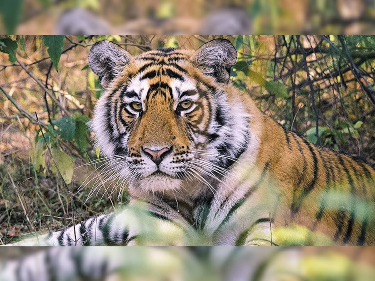 International Tiger Day પર દરેક ભારતીય માટે ગર્વની વાત, દુનિયાની 70 ટકા વસ્તી ભારતમાં