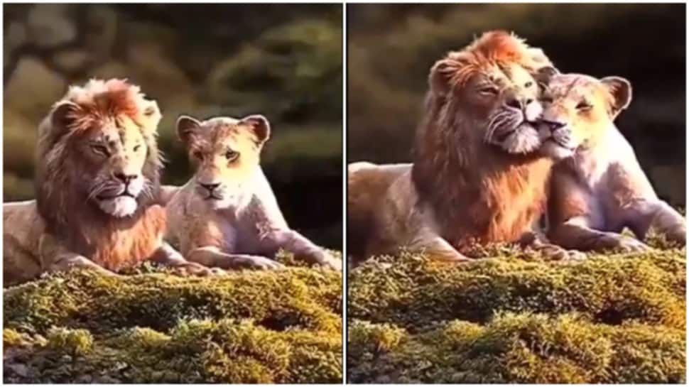 કોઇ ફિલ્મની સ્ટોરી જેવો જ લાગશે રોયલ કપલનો આ વીડિયો, વીકેન્ડનો આનંદ માણતા શીખો કોઇ ફિલ્મની સ્ટોરી જેવો જ લાગશે રોયલ કપલનો આ વીડિયો, વીકેન્ડનો આનંદ માણતા શીખો
