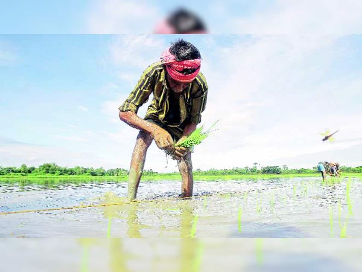 ગુજરાતમાં 57 ટકા વરસાદથી ખેડૂતોમાં ખુશી, વાવણીમાં થયો વધારો