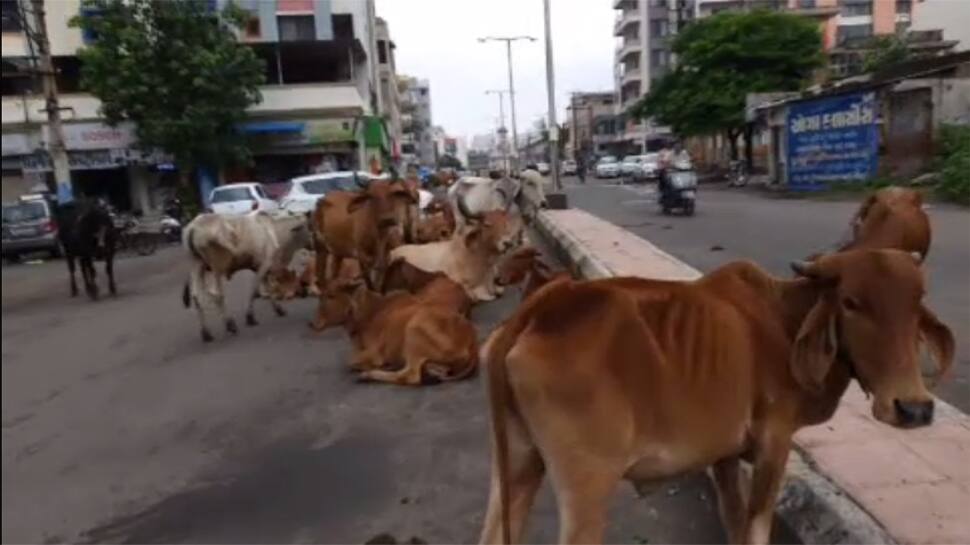 દર ચોમાસે ગોકુળીયું ગામ બની જાય છે જામનગર શહેર, લોકો હવે અકળાયા દર ચોમાસે ગોકુળીયું ગામ બની જાય છે જામનગર શહેર, લોકો હવે અકળાયા