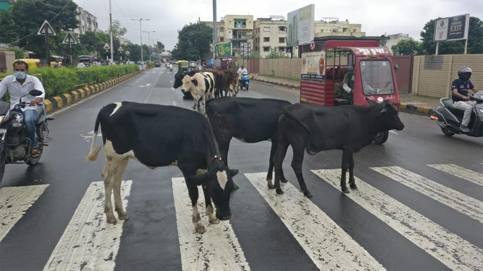 ગુજરાત હાઈકોર્ટની ફટકાર બાદ પણ AMCના ઢોર વિભાગના કર્મચારીઓના પેટનું પાણી હાલતું નથી ગુજરાત હાઈકોર્ટની ફટકાર બાદ પણ AMCના ઢોર વિભાગના કર્મચારીઓના પેટનું પાણી હાલતું નથી