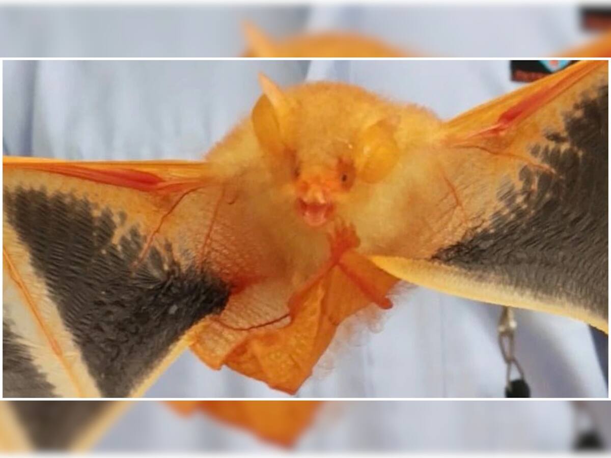 ઓડિશામાં જોવા મળ્યું અત્યંત દુર્લભ 'પ્રાણી', કોરોના વાયરસ સાથે છે કનેક્શન!
