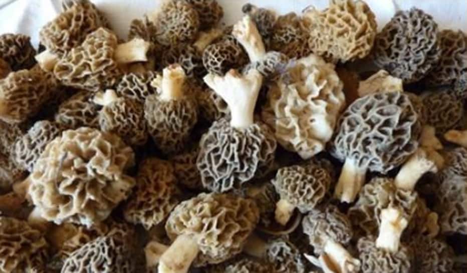 Gucchi mushrooms: ભારતના આ શાકની છે વિદેશમાં ખુબ જ ડિમાન્ડ, ખરીદવા માટે લોન લેવી પડે! Gucchi mushrooms: ભારતના આ શાકની છે વિદેશમાં ખુબ જ ડિમાન્ડ, ખરીદવા માટે લોન લેવી પડે!