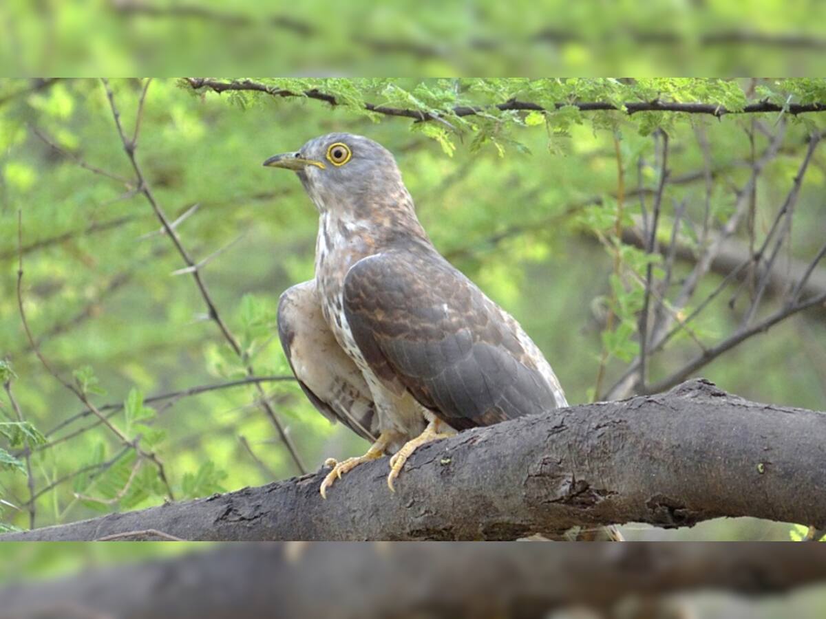 ગુજરાતનું આ પક્ષી અભ્યારણ્ય નથી જોયું તો તમે શું જોયું ? ચોમાસામાં સોળે કળાએ ખીલે છે