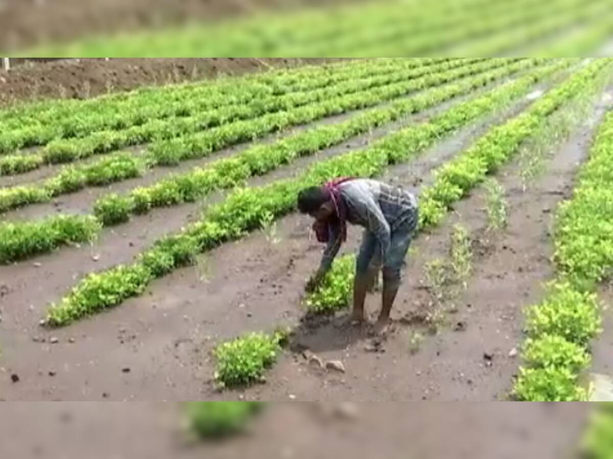 રાજકોટ જિલ્લાના ખેડૂતો માટે સારા સમાચાર, પાક નુકસાન અંગે શરૂ કરાઇ સર્વે કામગીરી