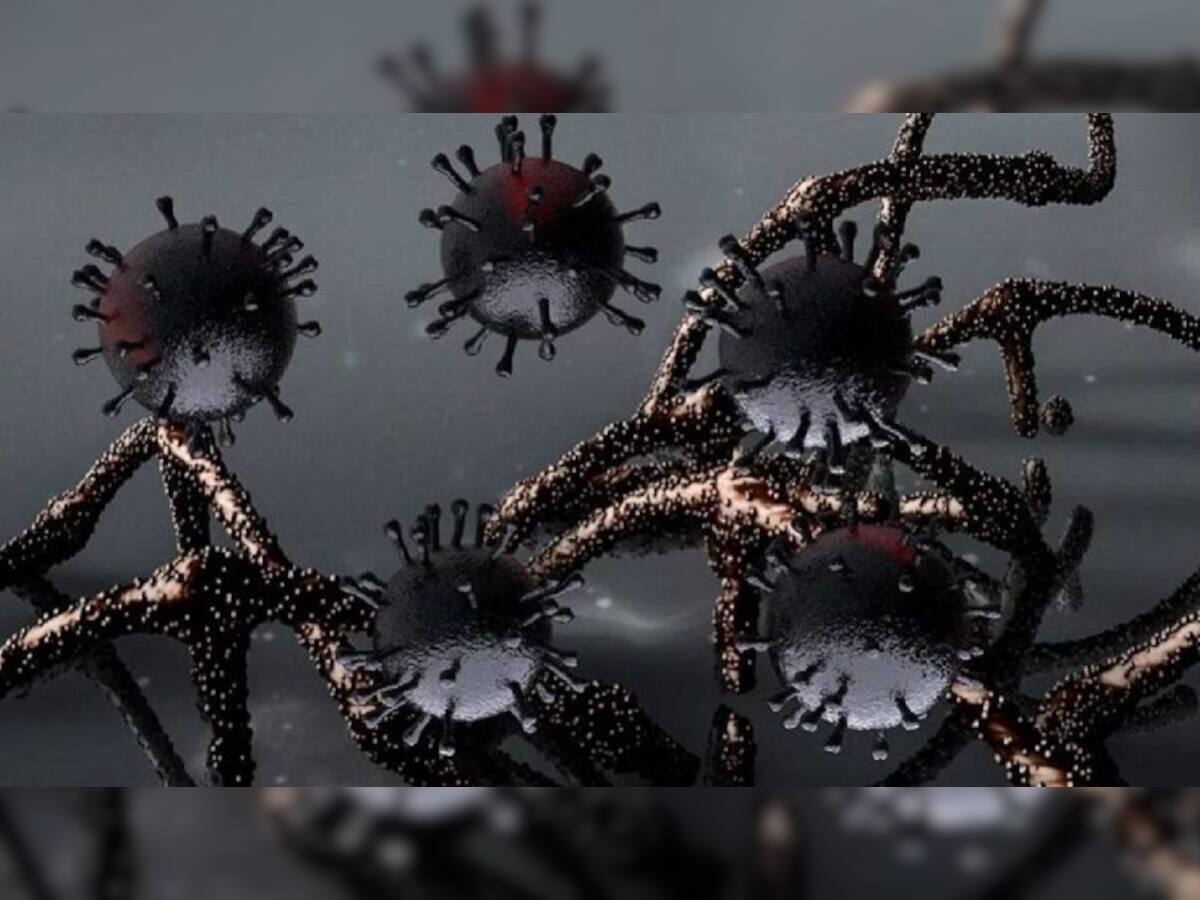 Cat Que Virus: આઈસીએમઆરની ચેતવણી- ભારતમાં અંધાધૂંધી મચાવી શકે છે બીજો ચીની વાયરસ