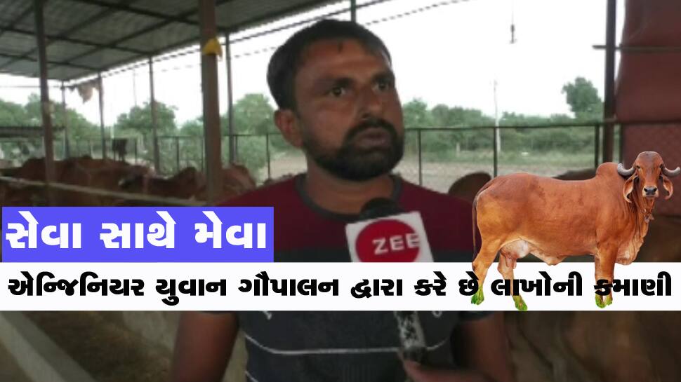 પાટણના યુવા એન્જિનિયરે ગળામાં નોકરીનો પટ્ટો નાખવાના બદલે કર્યું ગૌ પાલન, મહિને 70 હજારની કમાણી પાટણના યુવા એન્જિનિયરે ગળામાં નોકરીનો પટ્ટો નાખવાના બદલે કર્યું ગૌ પાલન, મહિને 70 હજારની કમાણી