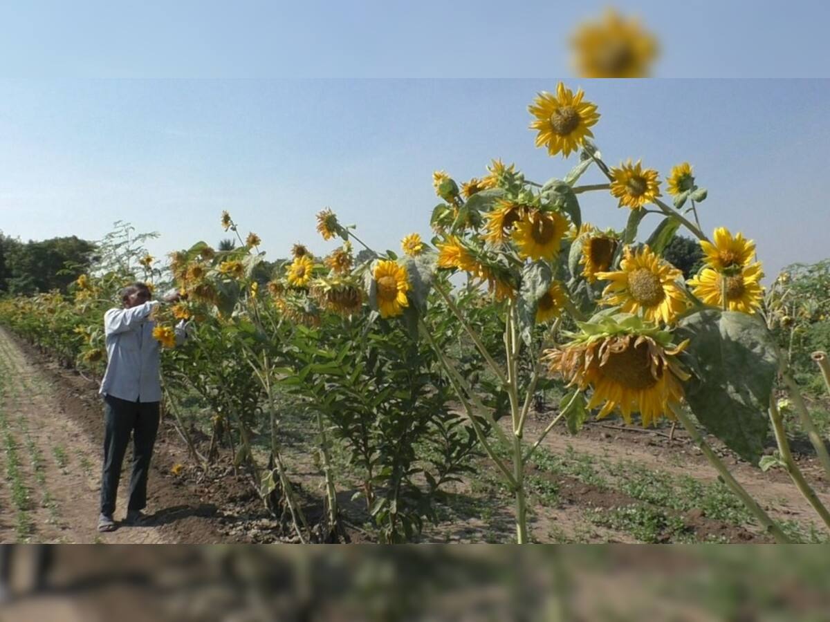 રાજકોટઃ ખેડૂત દંપતીનો નવો પ્રયોગ, સૂરજમુખીની ખેતી કરી પોતાની આવકમાં કર્યો મોટો વધારો