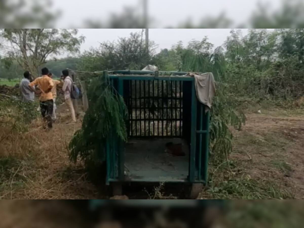 માનવભક્ષી દીપડાએ 7 વર્ષની બાળાને શિકાર બનાવતા 21 ટાંકા આવ્યા, વન વિભાગ ઘોર બેદરકારી