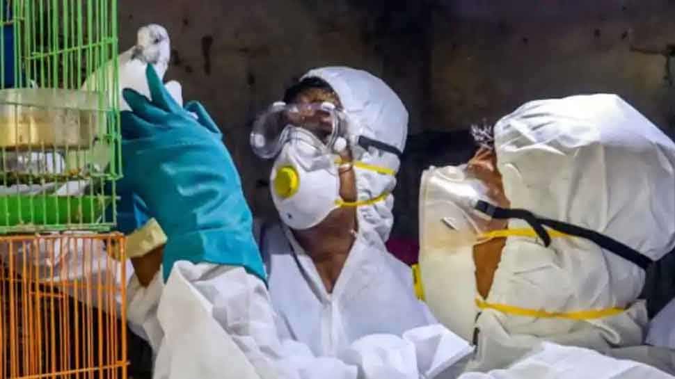 Bird Flu ના જોખમને પગલે કેન્દ્ર સરકાર એક્શનમાં, લીધો અત્યંત મહત્વનો નિર્ણય Bird Flu ના જોખમને પગલે કેન્દ્ર સરકાર એક્શનમાં, લીધો અત્યંત મહત્વનો નિર્ણય