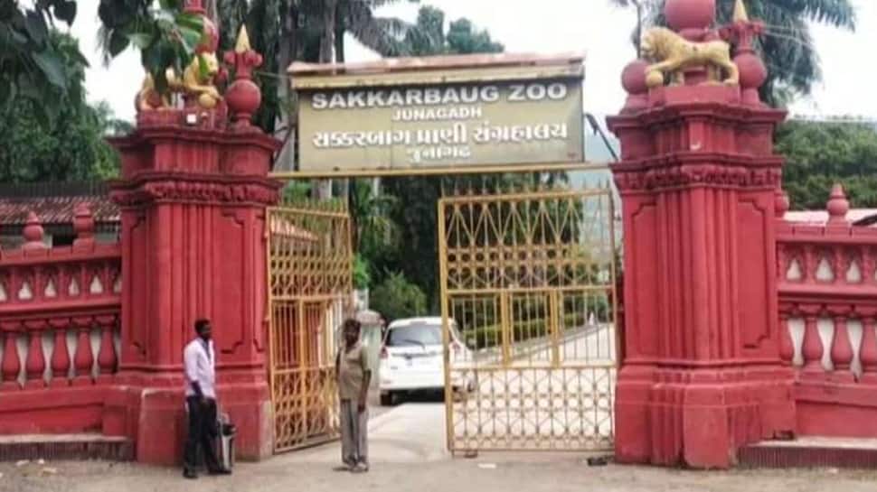 Junagadh Sakkarbaug Zoo Alert On Suspicion Of Bird Flu બર્ડ ફ્લુની