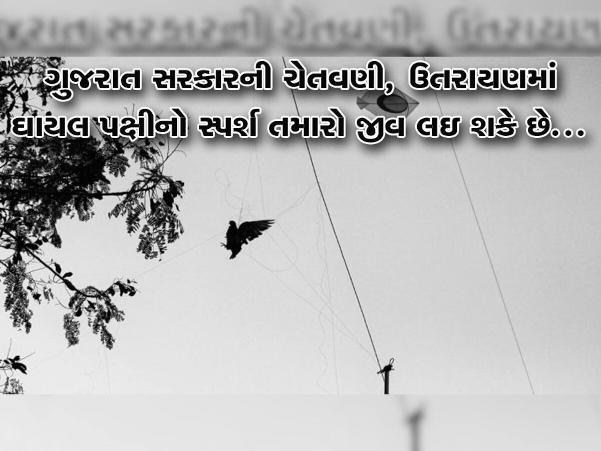 ગુજરાત સરકારની સ્પષ્ટ ચેતવણી: ઉત્તરાયણમાં ઘાયલ પક્ષીને અડ્યા તો મર્યા સમજો!